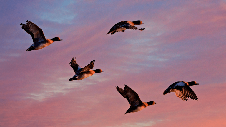 Flightlines and other strategies – how to shoot ducks without decoys