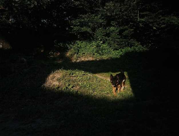 Choosing the Right Equipment for Night Coyote Hunting